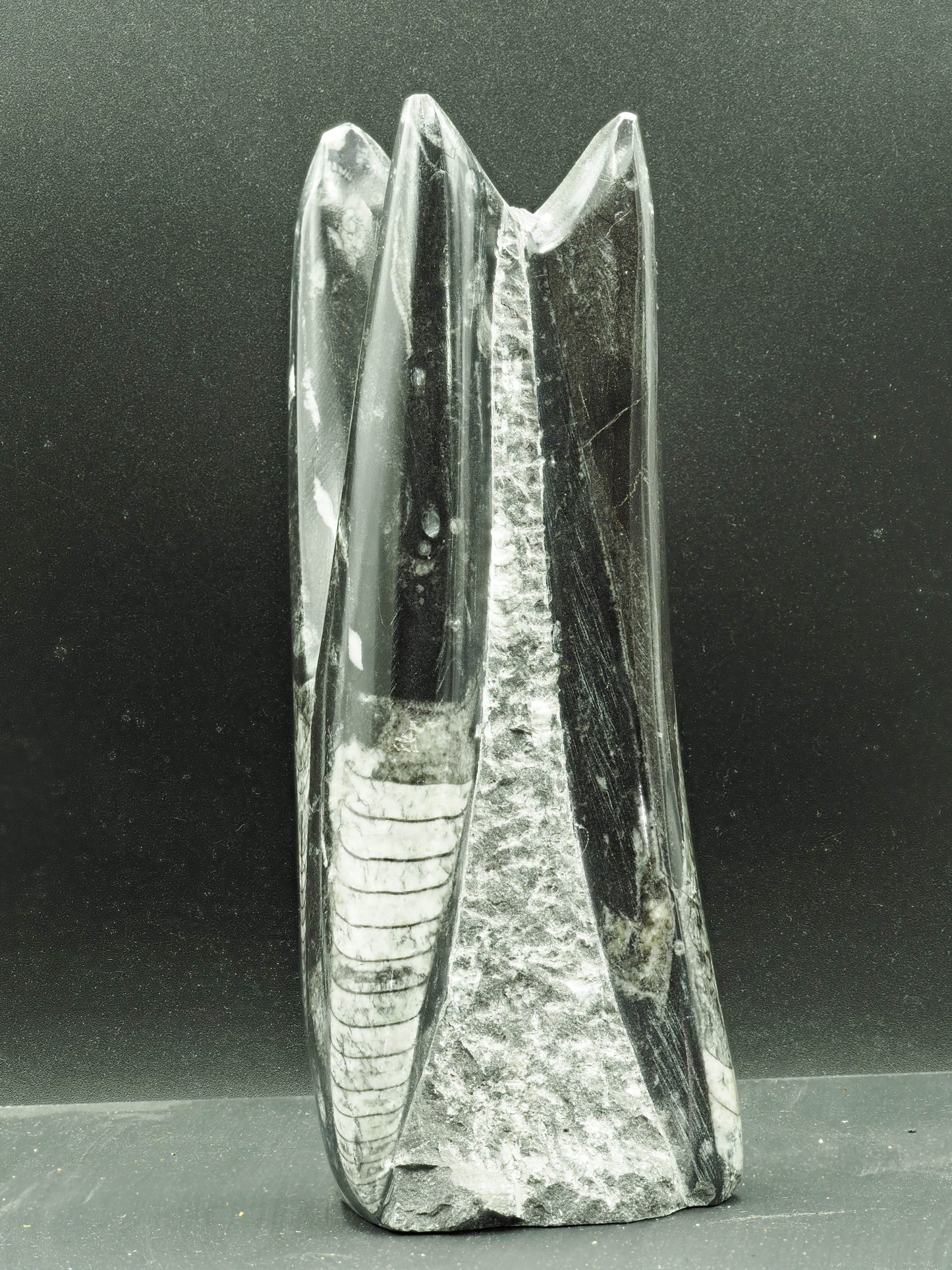 Orthoceras Fossilized Squid - Atlas Mountain Range, Morocco