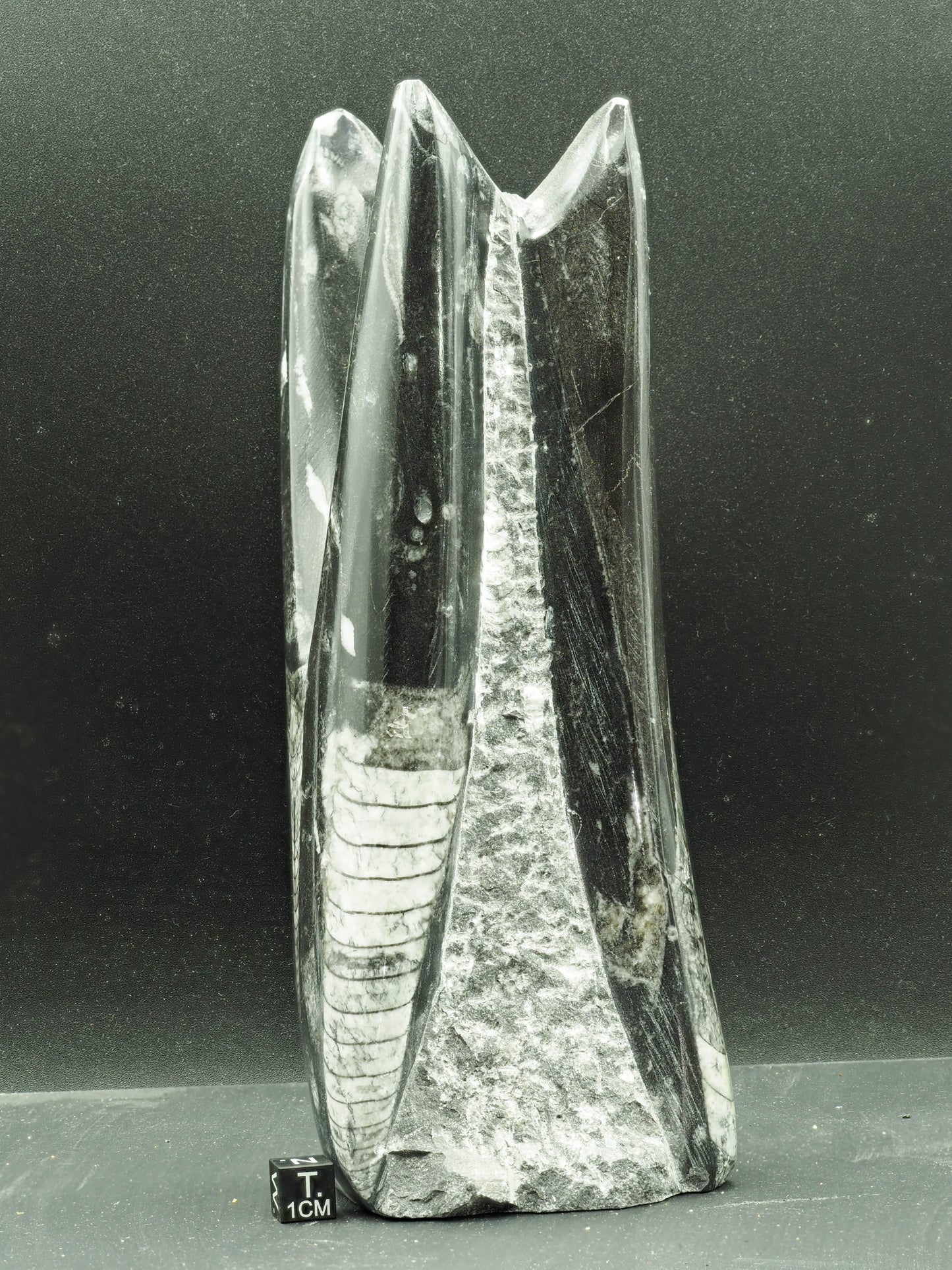Orthoceras Fossilized Squid - Atlas Mountain Range, Morocco