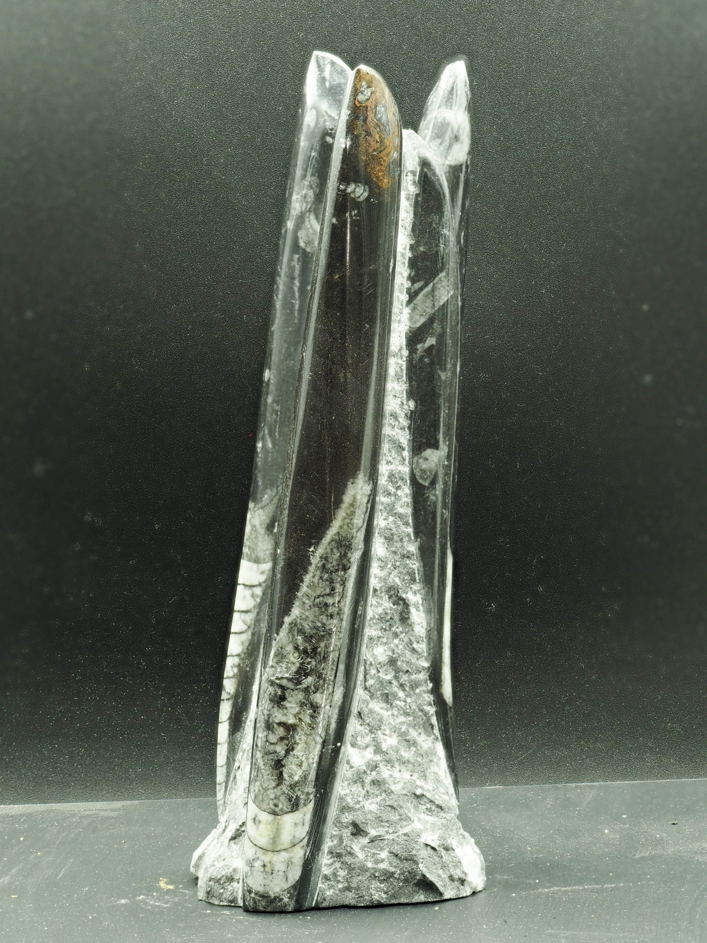 Orthoceras Fossilized Squid - Atlas Mountain Range, Morocco