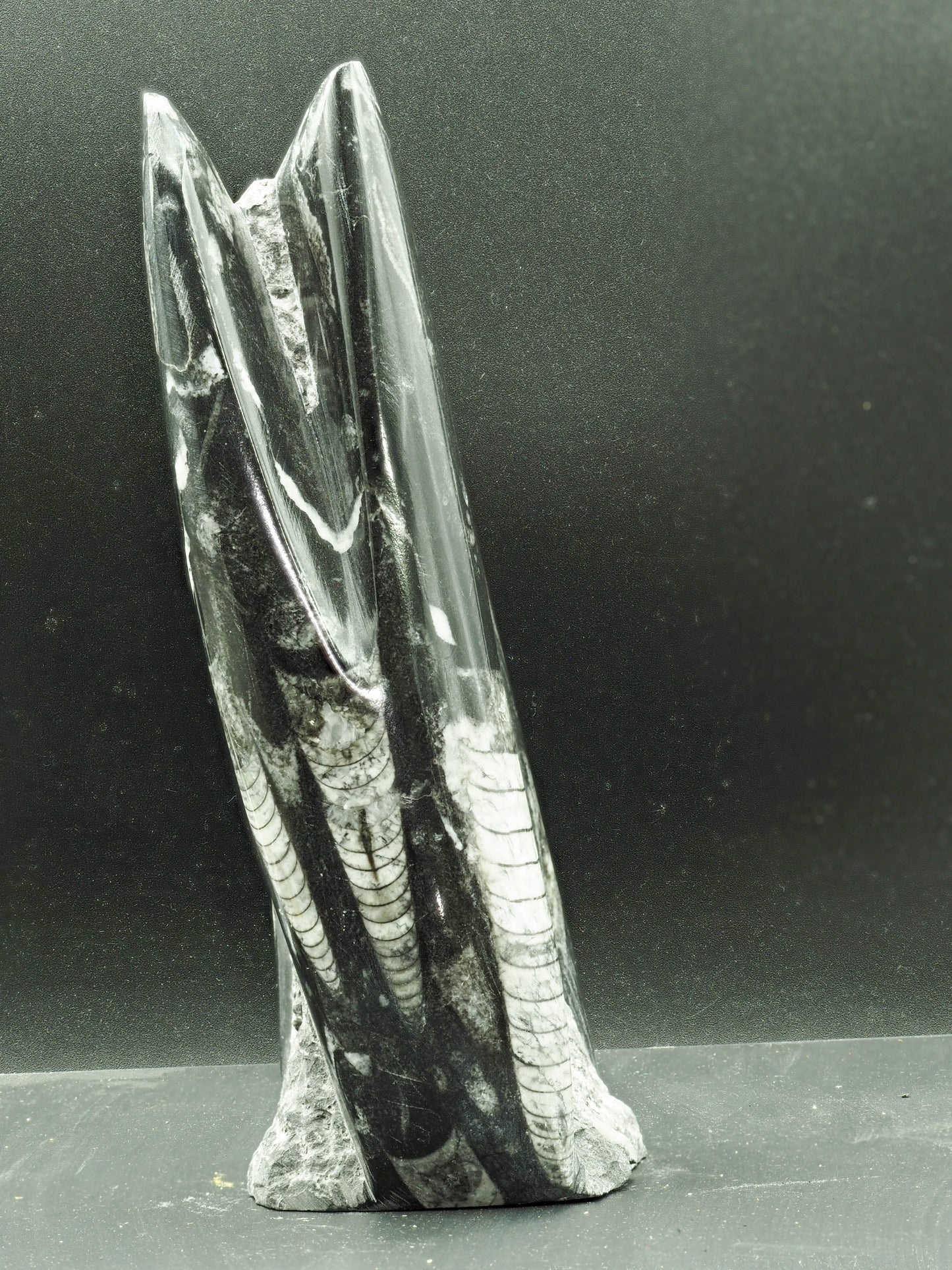 Orthoceras Fossilized Squid - Atlas Mountain Range, Morocco