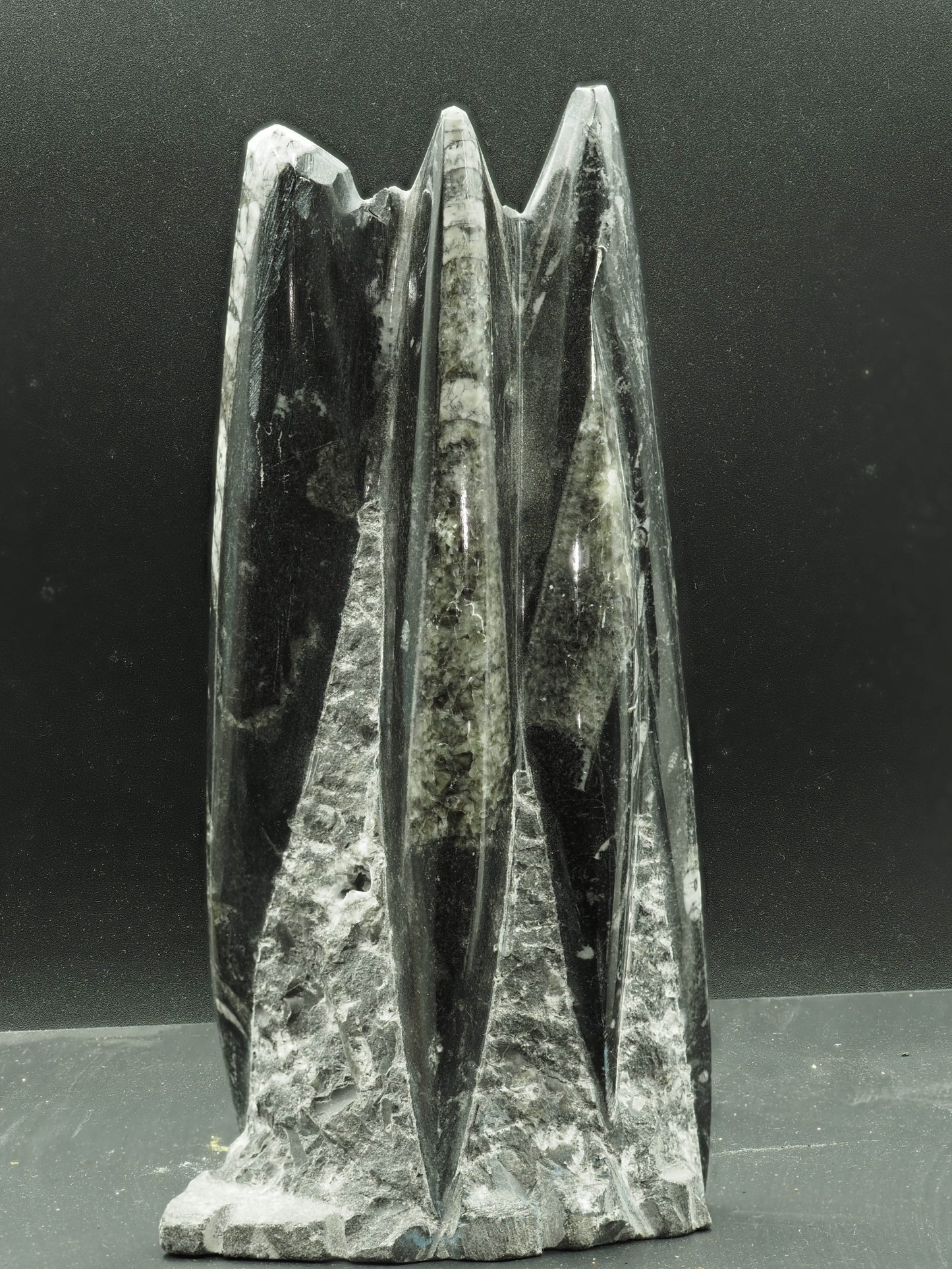 Orthoceras Fossilized Squid - Atlas Mountain Range, Morocco