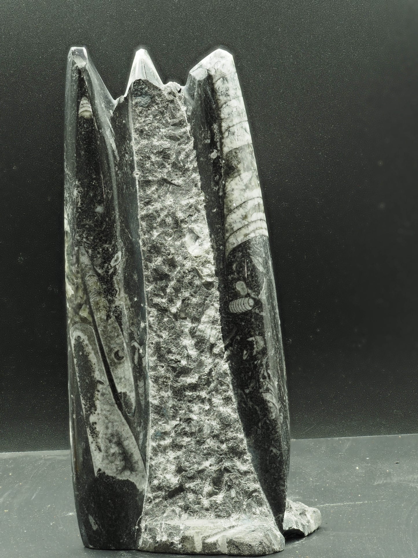 Orthoceras Fossilized Squid - Atlas Mountain Range, Morocco