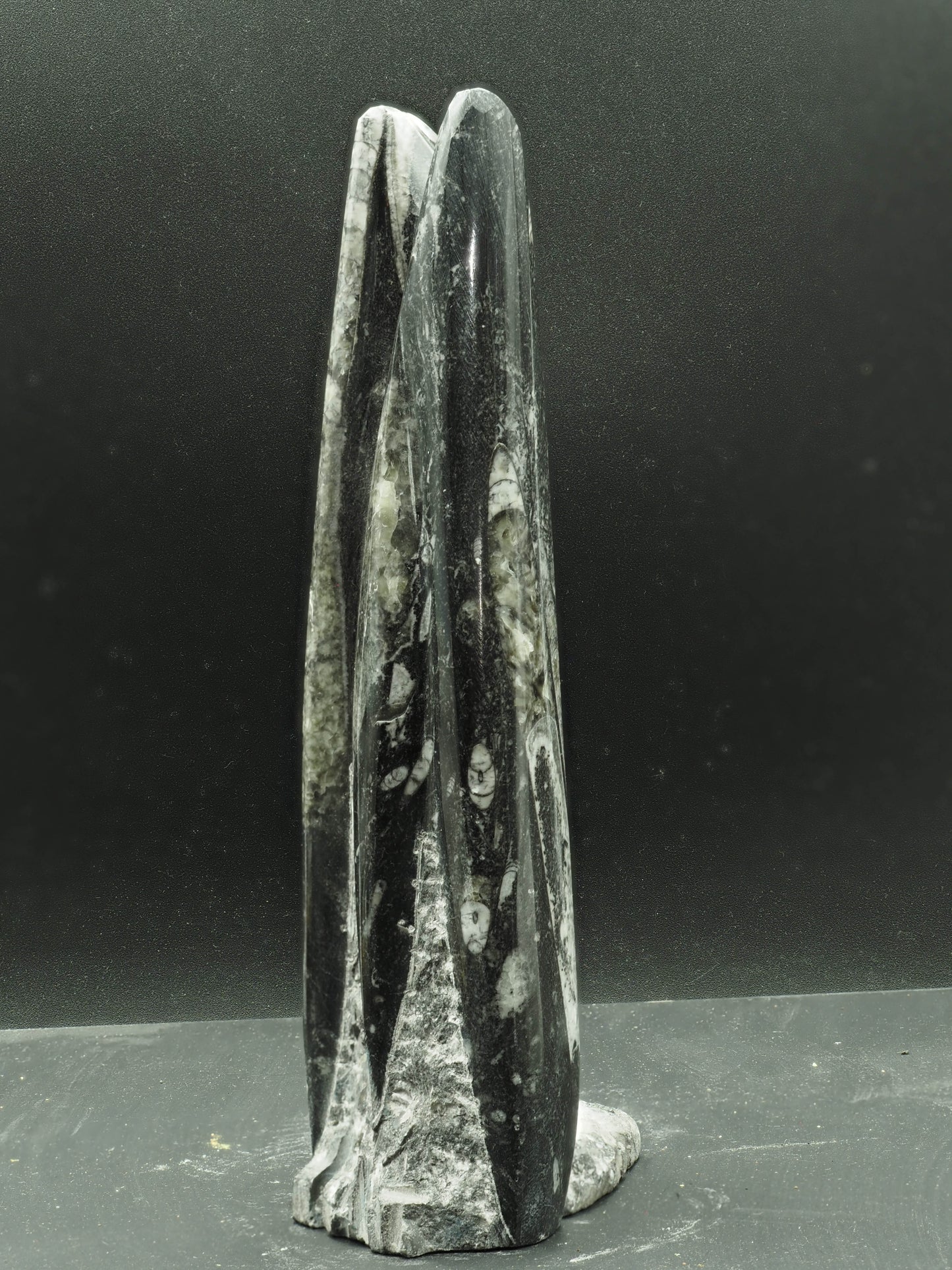 Orthoceras Fossilized Squid - Atlas Mountain Range, Morocco