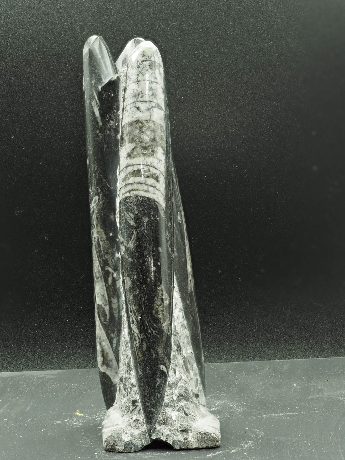 Orthoceras Fossilized Squid - Atlas Mountain Range, Morocco