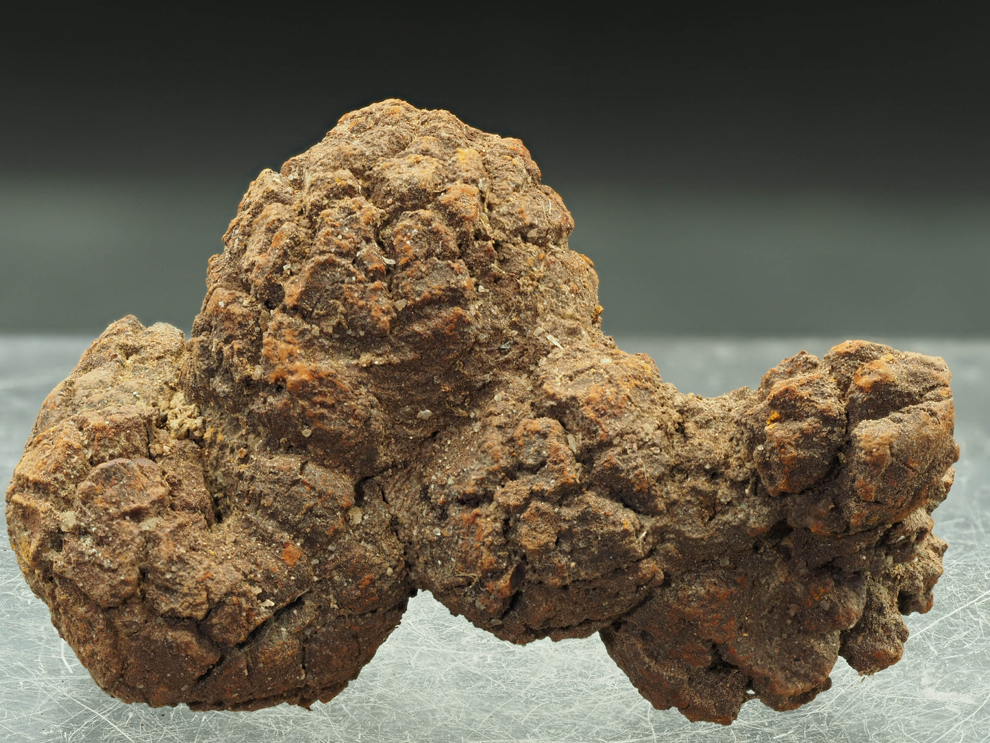 Coprolite (Fossilized Turtle Dung) - Besiboko, Mahajanga, Madagascar