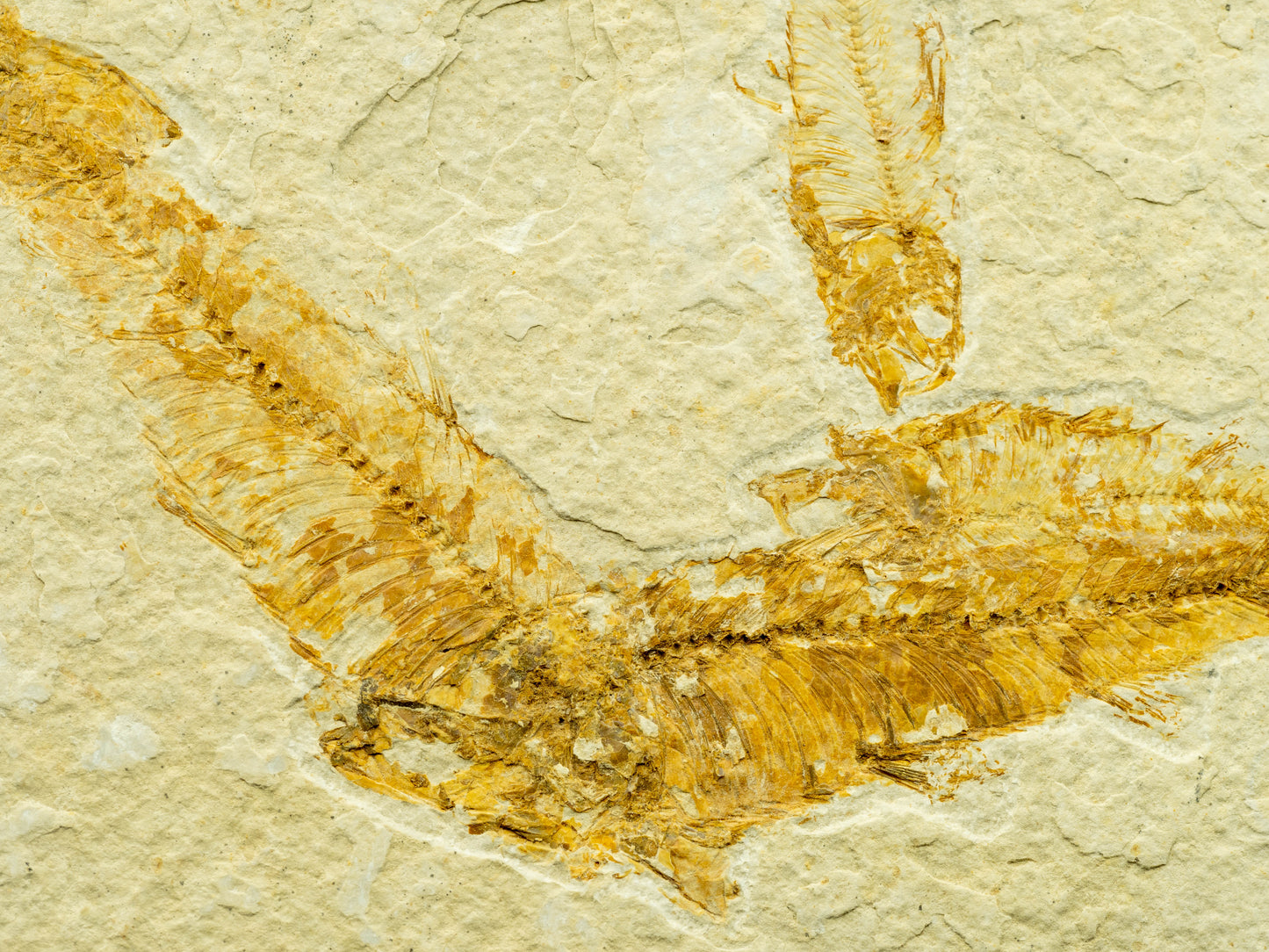 Diplomystus Fossil Fish Plate – Green River Formation, Kemmerer, Wyoming