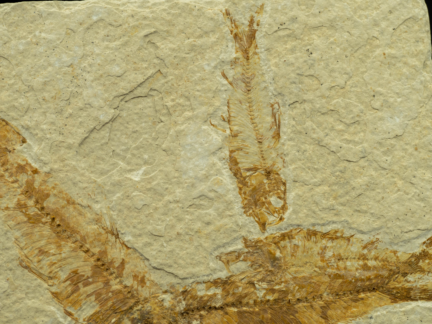 Diplomystus Fossil Fish Plate – Green River Formation, Kemmerer, Wyoming