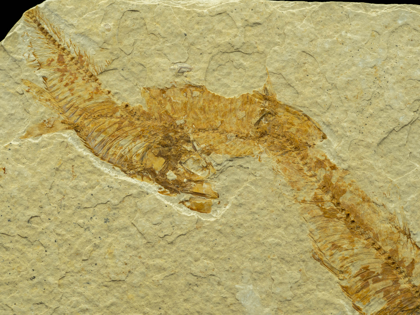 Diplomystus Fossil Fish Plate – Green River Formation, Kemmerer, Wyoming