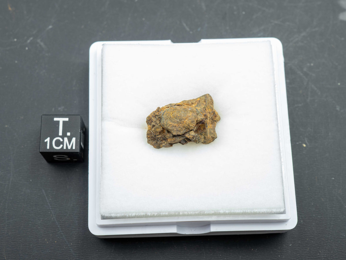 Sericho - Pallasite, Main Group Individual Specimen