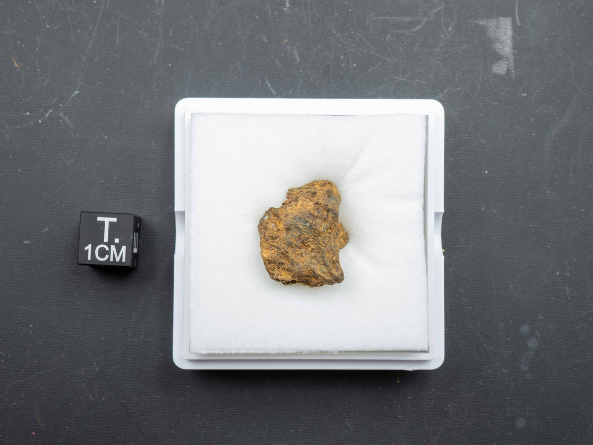 Sericho - Pallasite, Main Group Individual Specimen