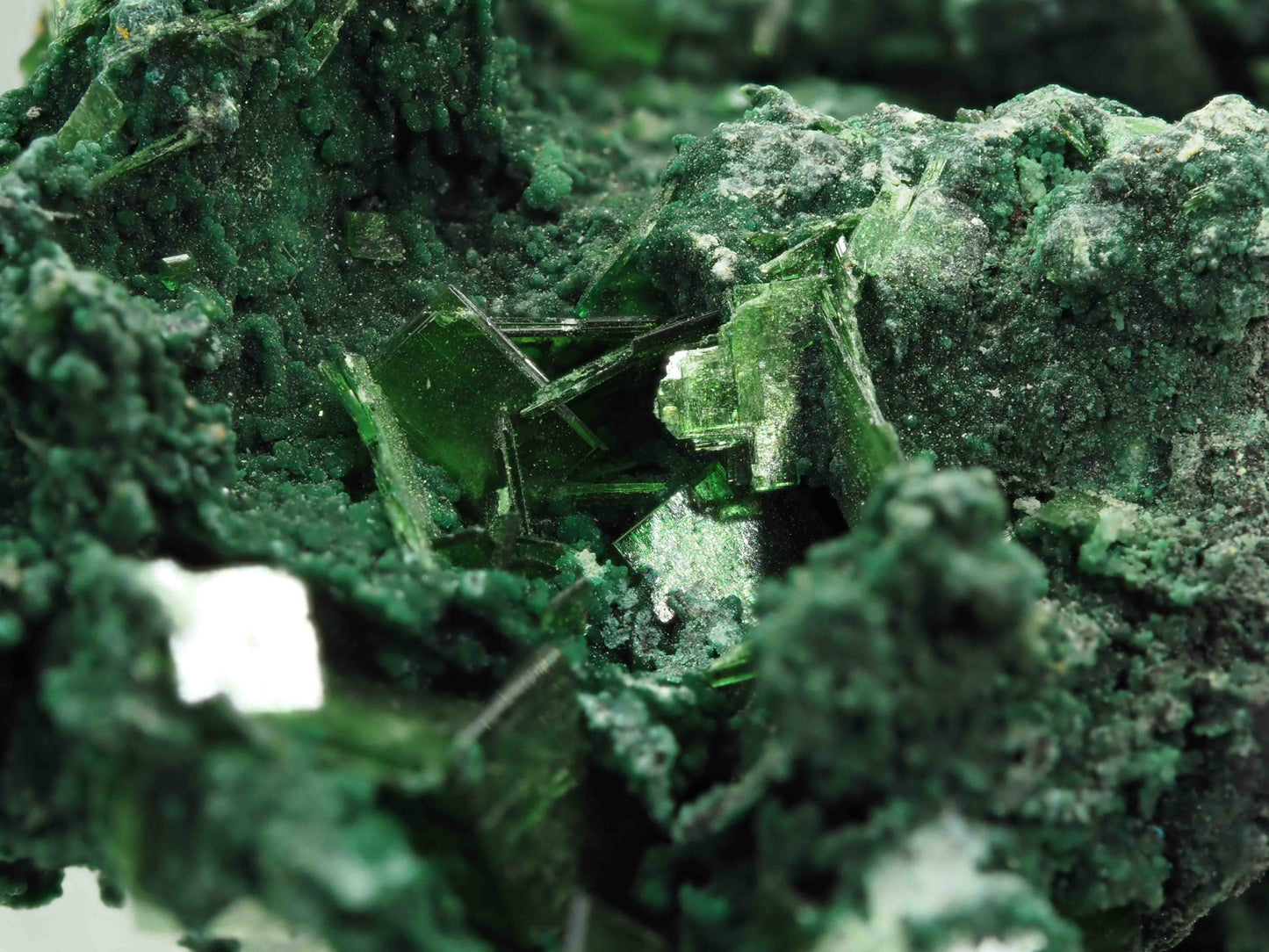 Metatorbernite - Musonoi Mine, Democratic Republic of Congo