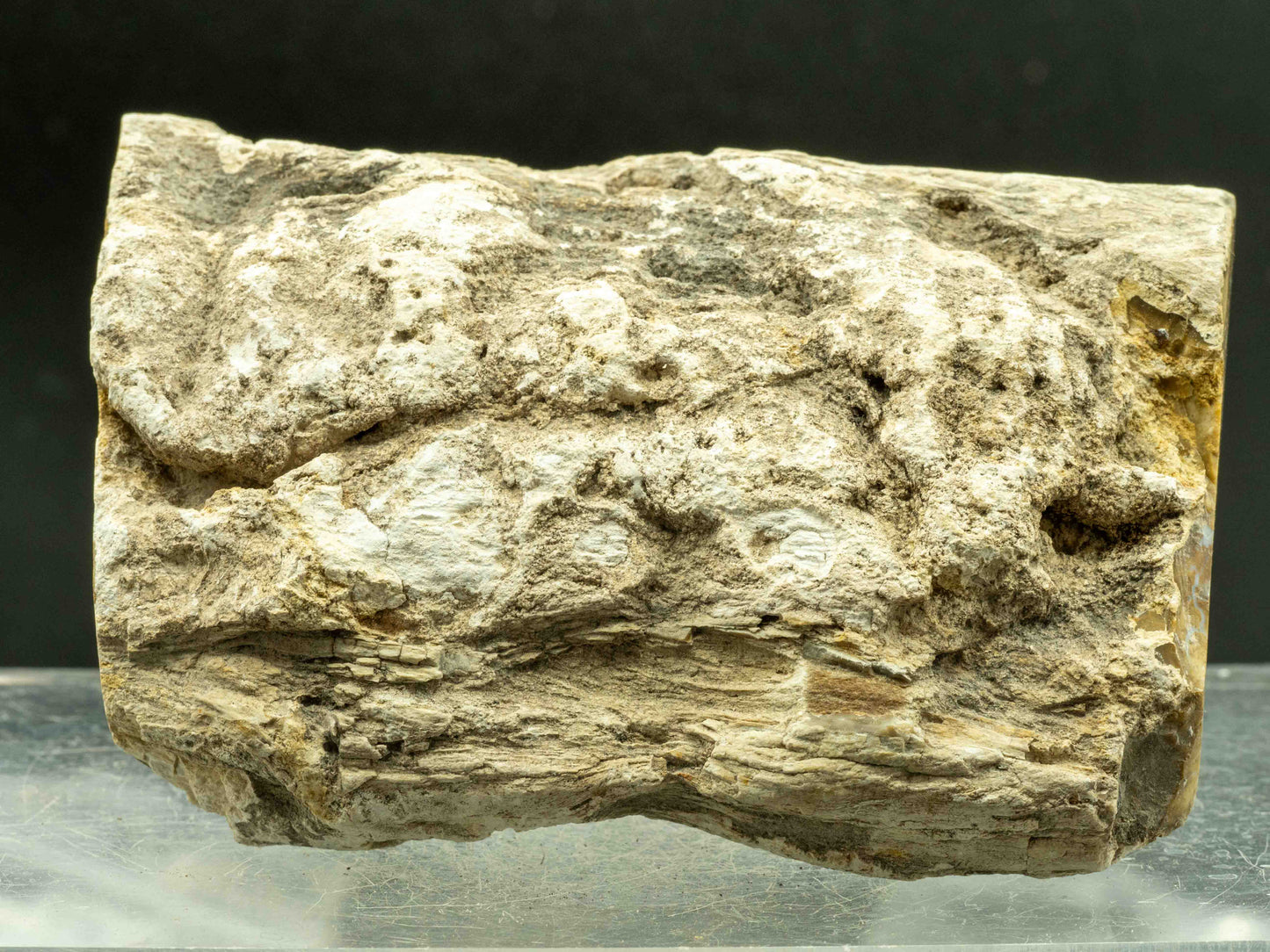 Araucaria (Petrified Wood) – Madagascar