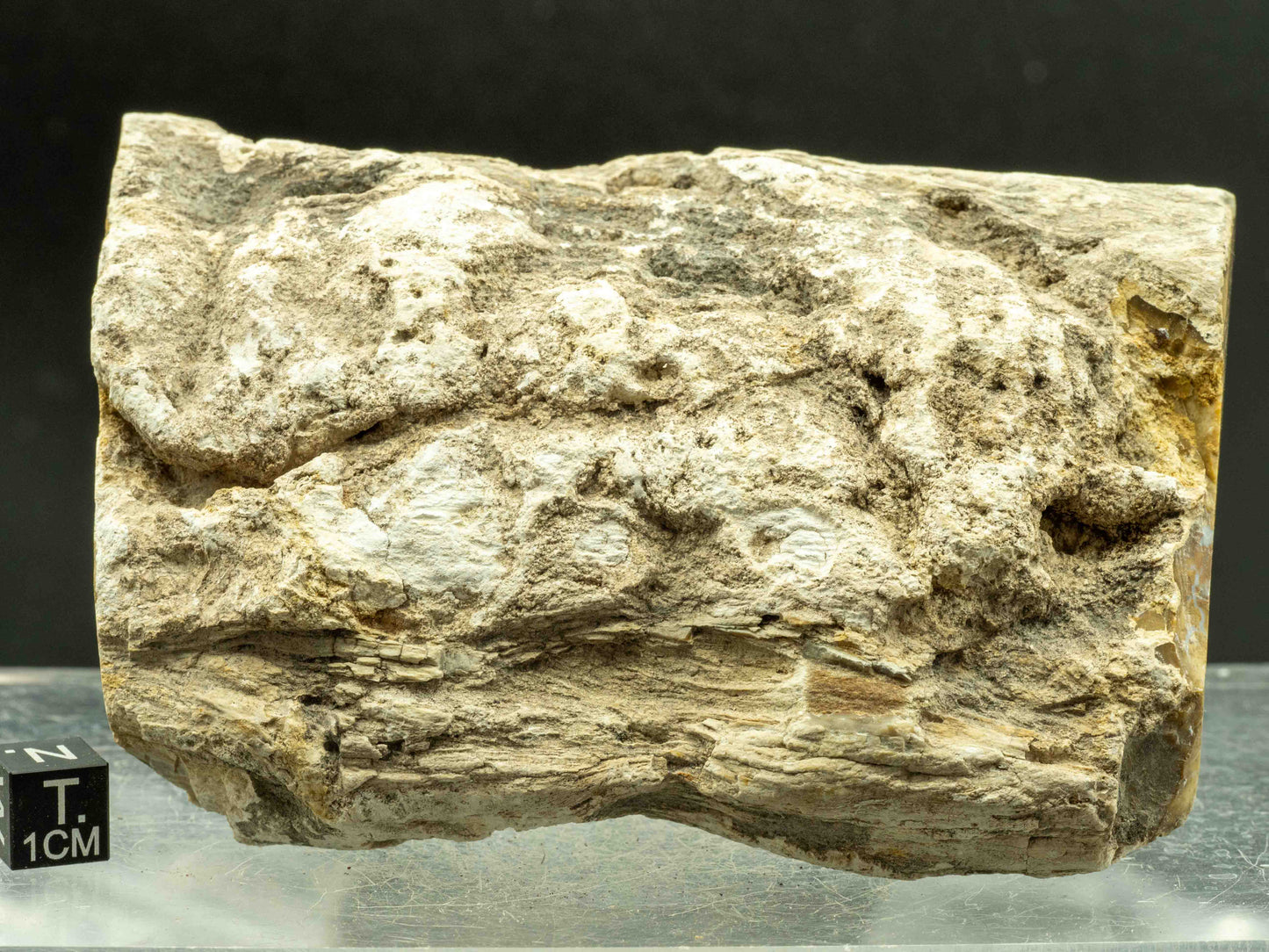 Araucaria (Petrified Wood) – Madagascar