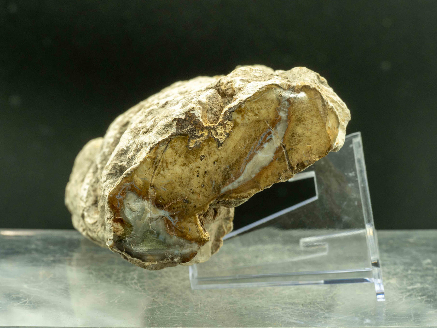 Araucaria (Petrified Wood) – Madagascar