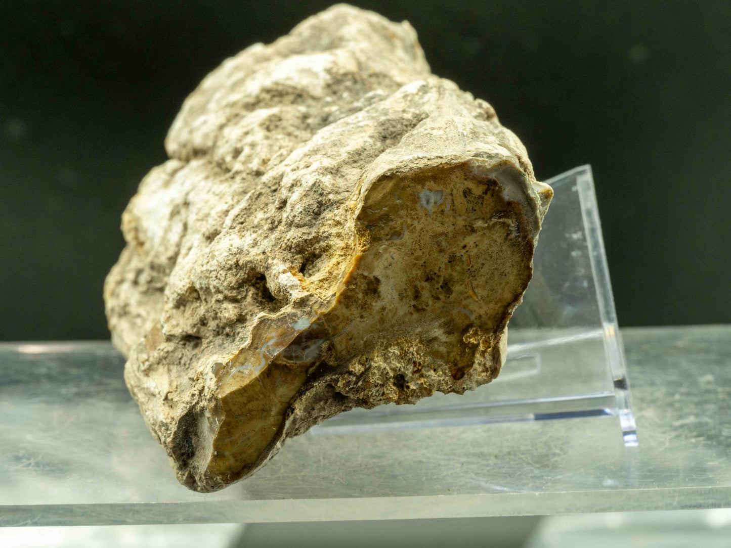 Araucaria (Petrified Wood) – Madagascar