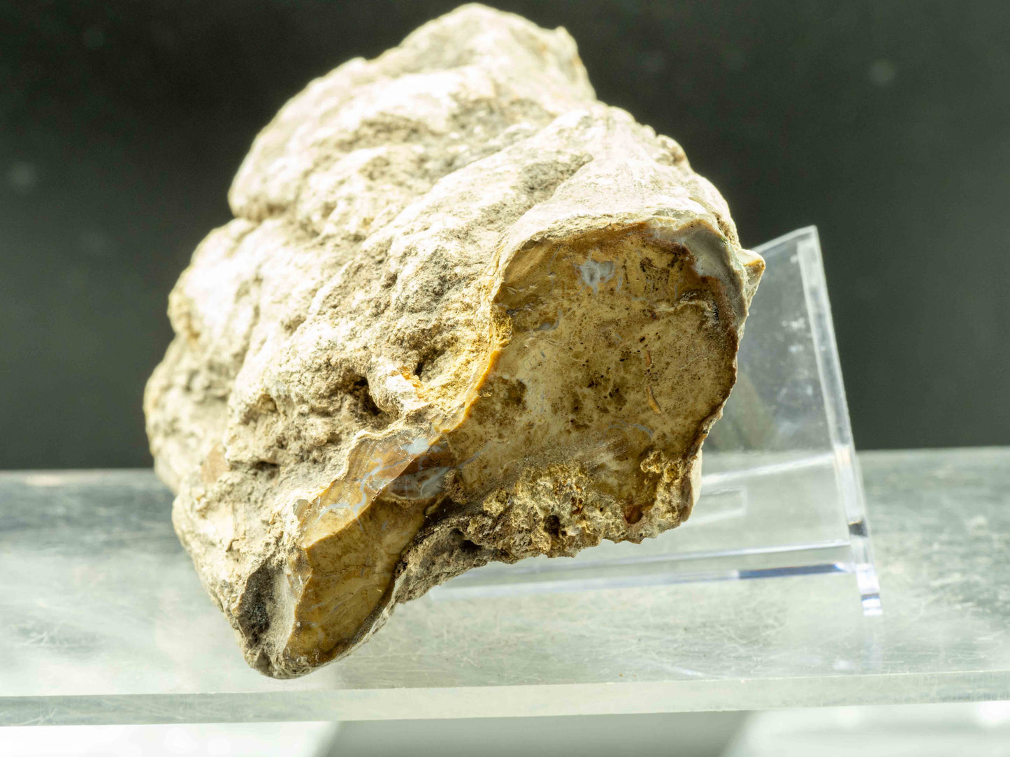 Araucaria (Petrified Wood) – Madagascar