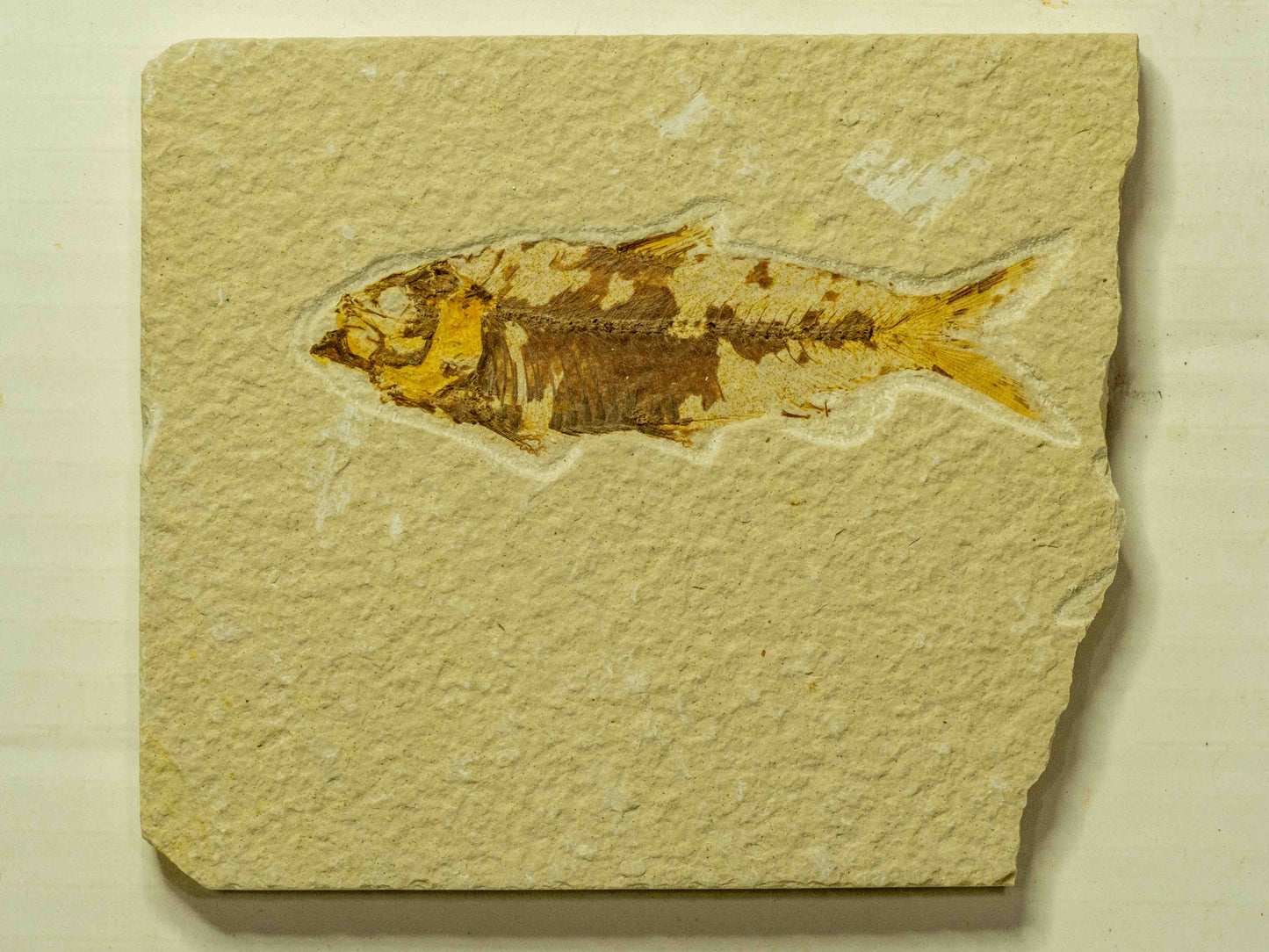 Fossil Fish Plate – Knightia, Green River Formation, Wyoming, USA