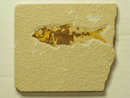 Fossil Fish Plate – Knightia, Green River Formation, Wyoming, USA