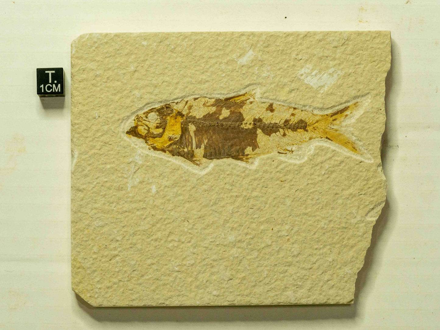 Fossil Fish Plate – Knightia, Green River Formation, Wyoming, USA