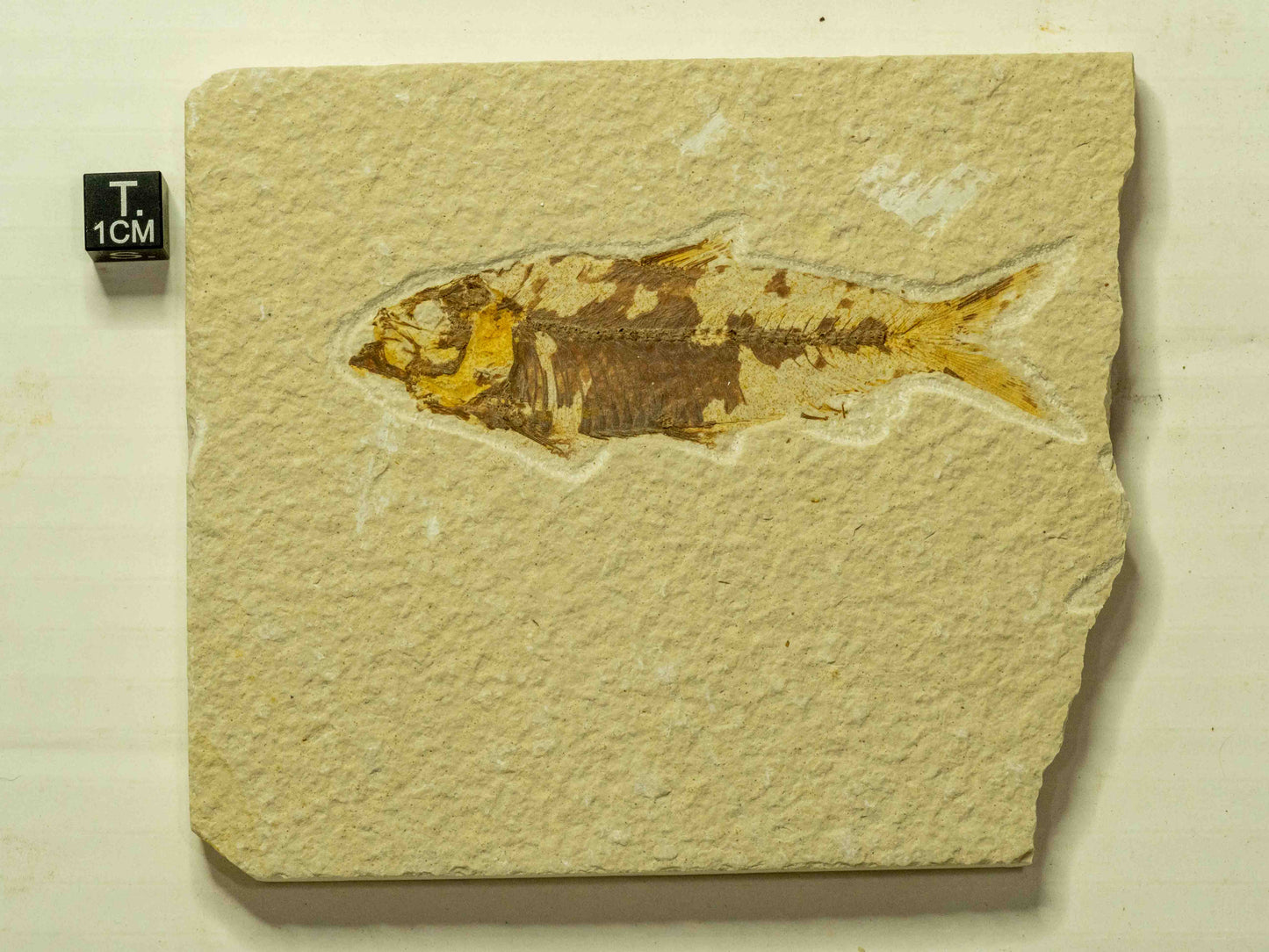 Fossil Fish Plate – Knightia, Green River Formation, Wyoming, USA