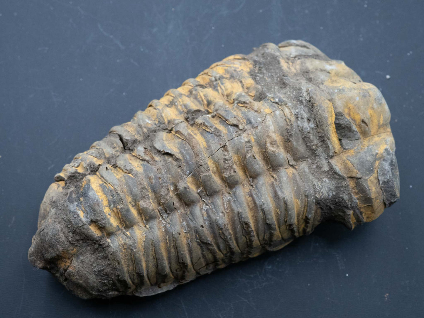 Trilobite - Flexicalymene: Atlas Mountain Range, Morocco (Devonian 360-412 mya)