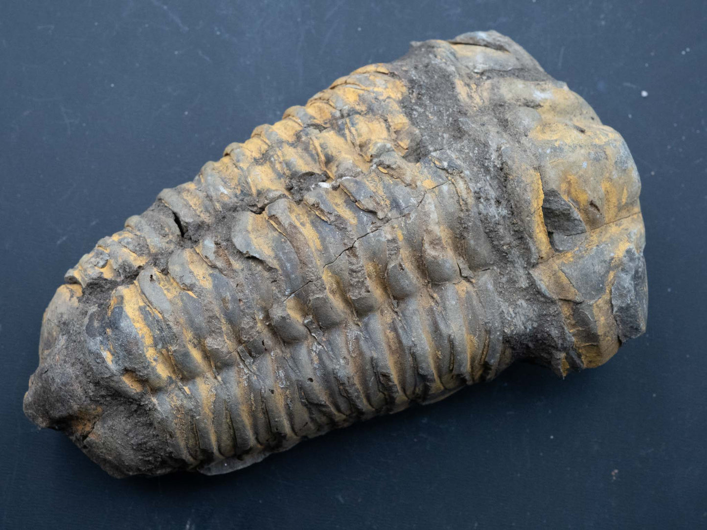 Trilobite - Flexicalymene: Atlas Mountain Range, Morocco (Devonian 360-412 mya)