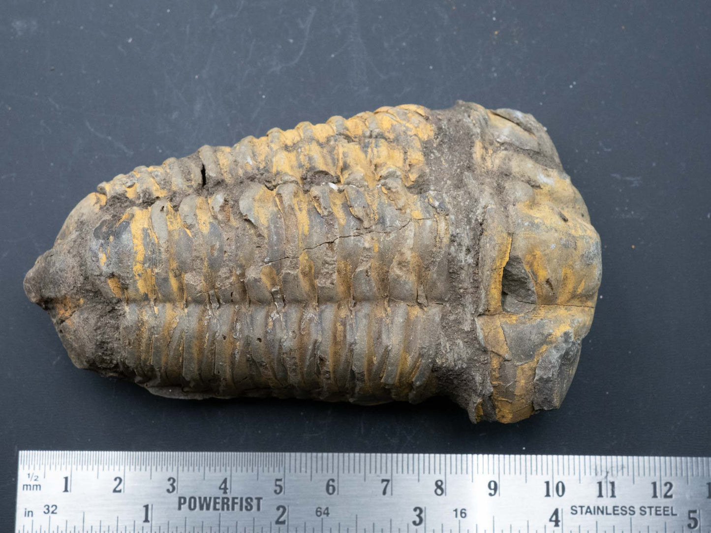 Trilobite - Flexicalymene: Atlas Mountain Range, Morocco (Devonian 360-412 mya)