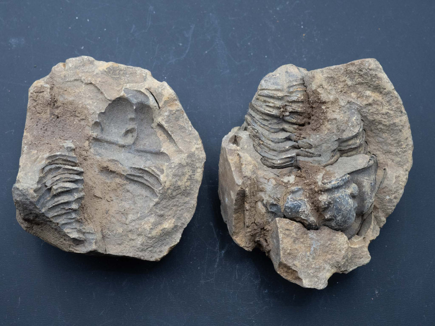 Trilobite - Flexicalymene: Atlas Mountain Range, Morocco (Devonian 360-412 mya)