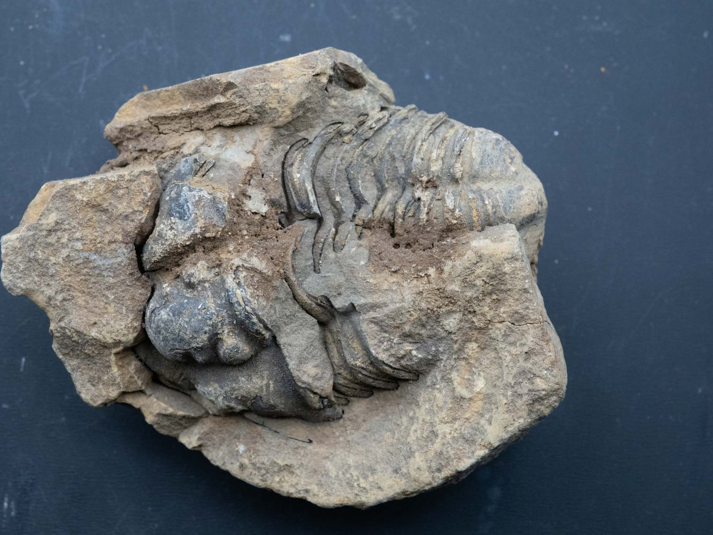 Trilobite - Flexicalymene: Atlas Mountain Range, Morocco (Devonian 360-412 mya)