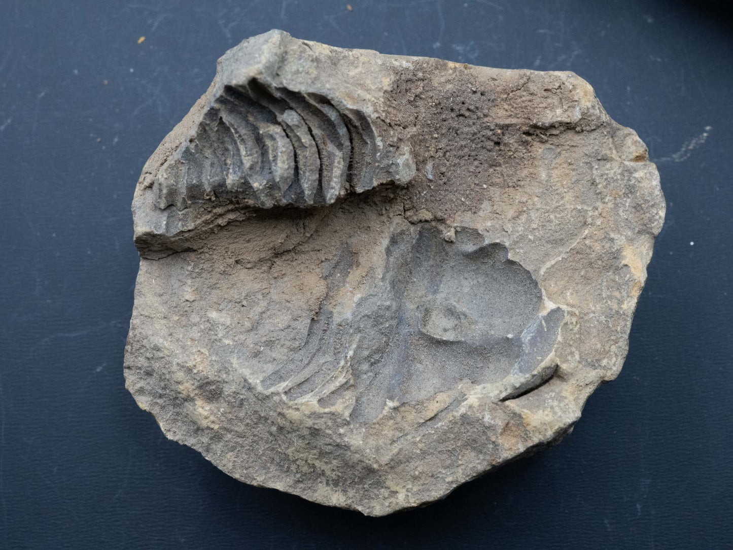 Trilobite - Flexicalymene: Atlas Mountain Range, Morocco (Devonian 360-412 mya)