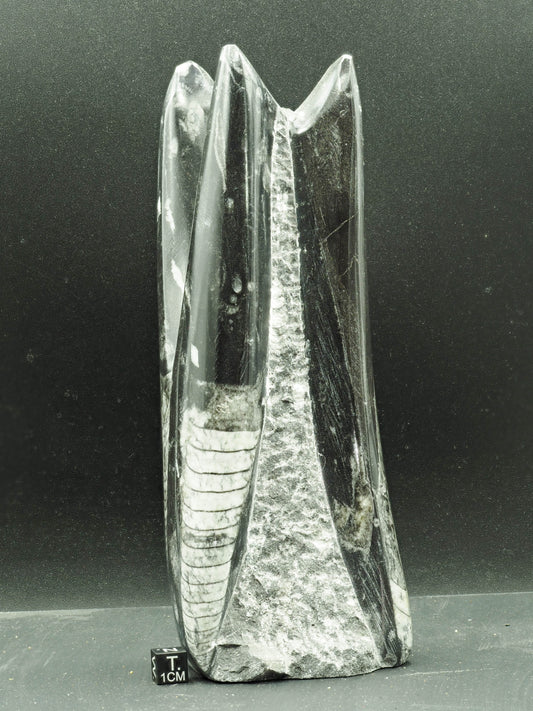 Orthoceras Fossilized Squid - Atlas Mountain Range, Morocco