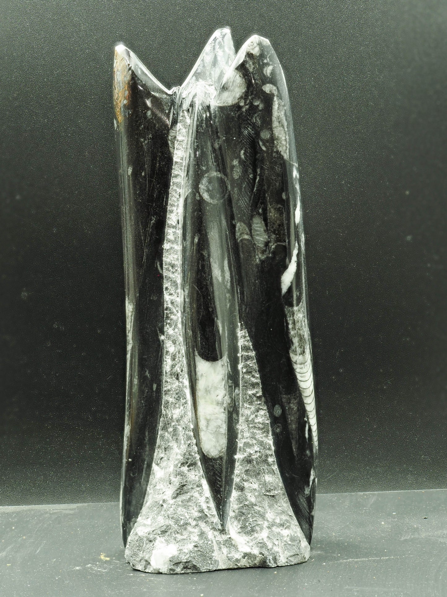 Orthoceras Fossilized Squid - Atlas Mountain Range, Morocco