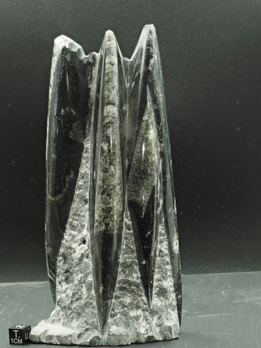 Orthoceras Fossilized Squid - Atlas Mountain Range, Morocco