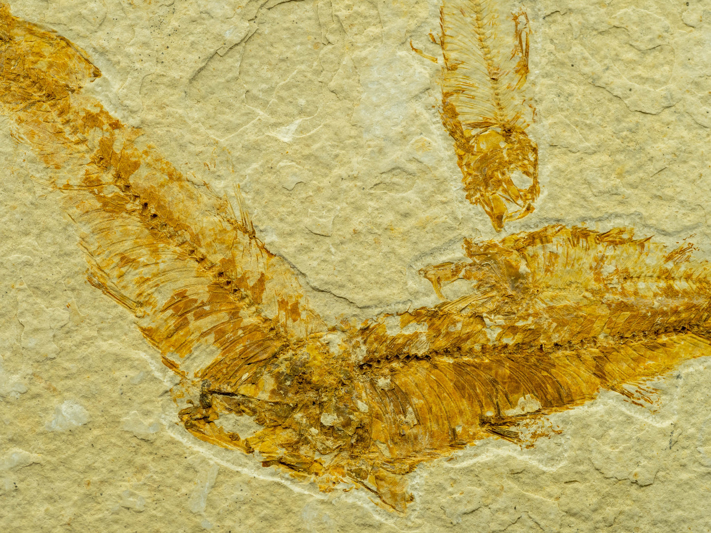 Diplomystus Fossil Fish Plate – Green River Formation, Kemmerer, Wyoming