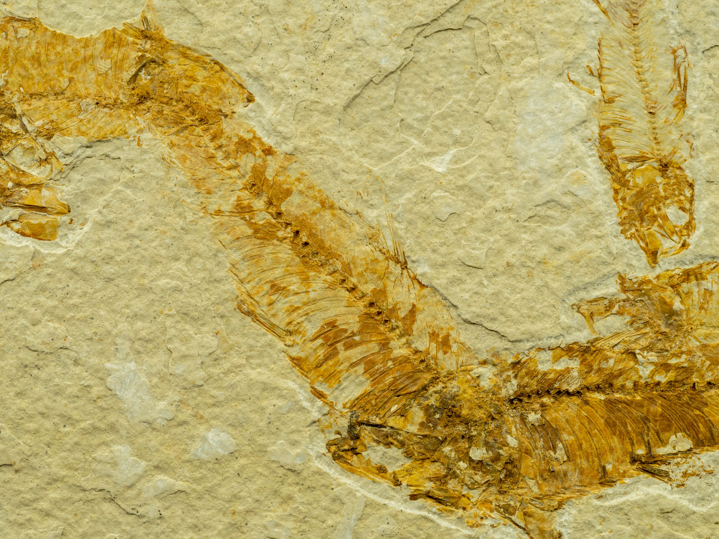 Diplomystus Fossil Fish Plate – Green River Formation, Kemmerer, Wyoming