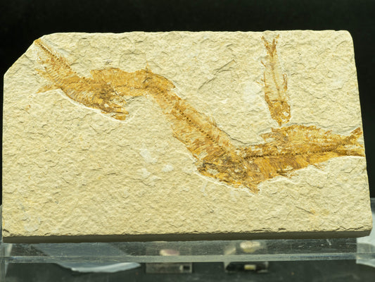 Diplomystus Fossil Fish Plate – Green River Formation, Kemmerer, Wyoming