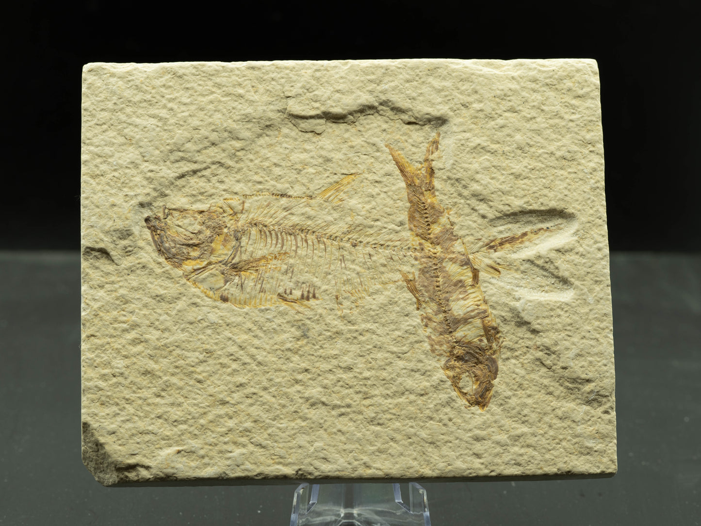 Fossil Fish Plate – Knightia, Green River Formation, Wyoming, USA
