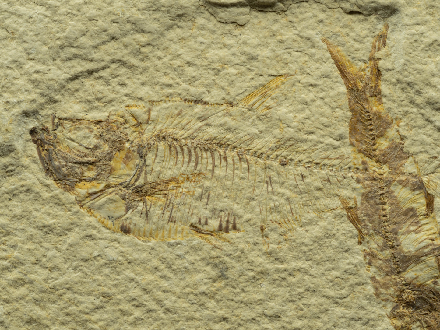 Fossil Fish Plate – Knightia, Green River Formation, Wyoming, USA