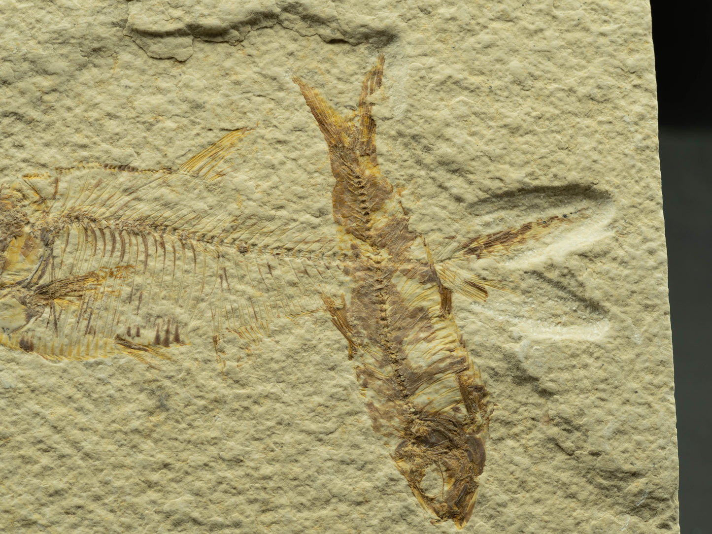 Fossil Fish Plate – Knightia, Green River Formation, Wyoming, USA