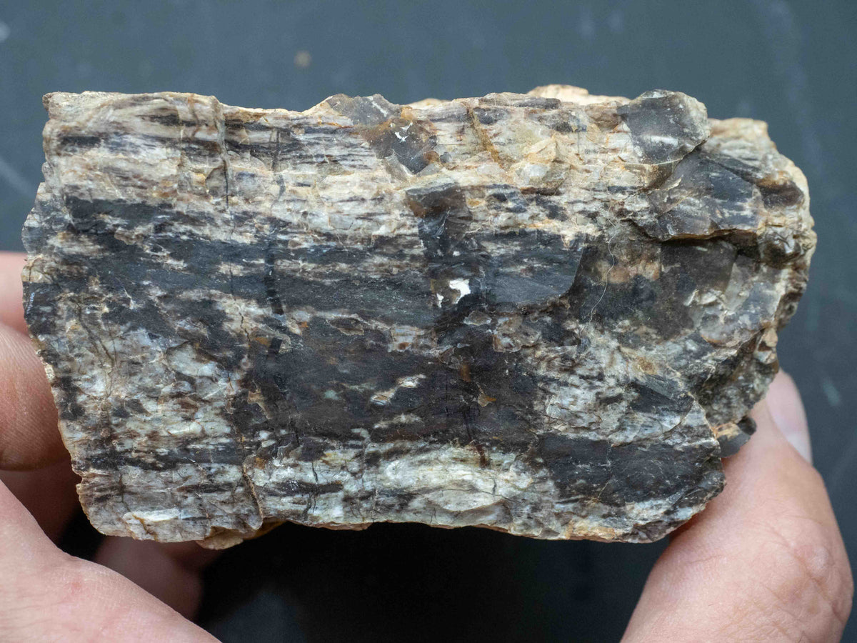 Fluorescent Petrified Wood - Anderson Uranium Mine, Yavapai County, Arizona, USA