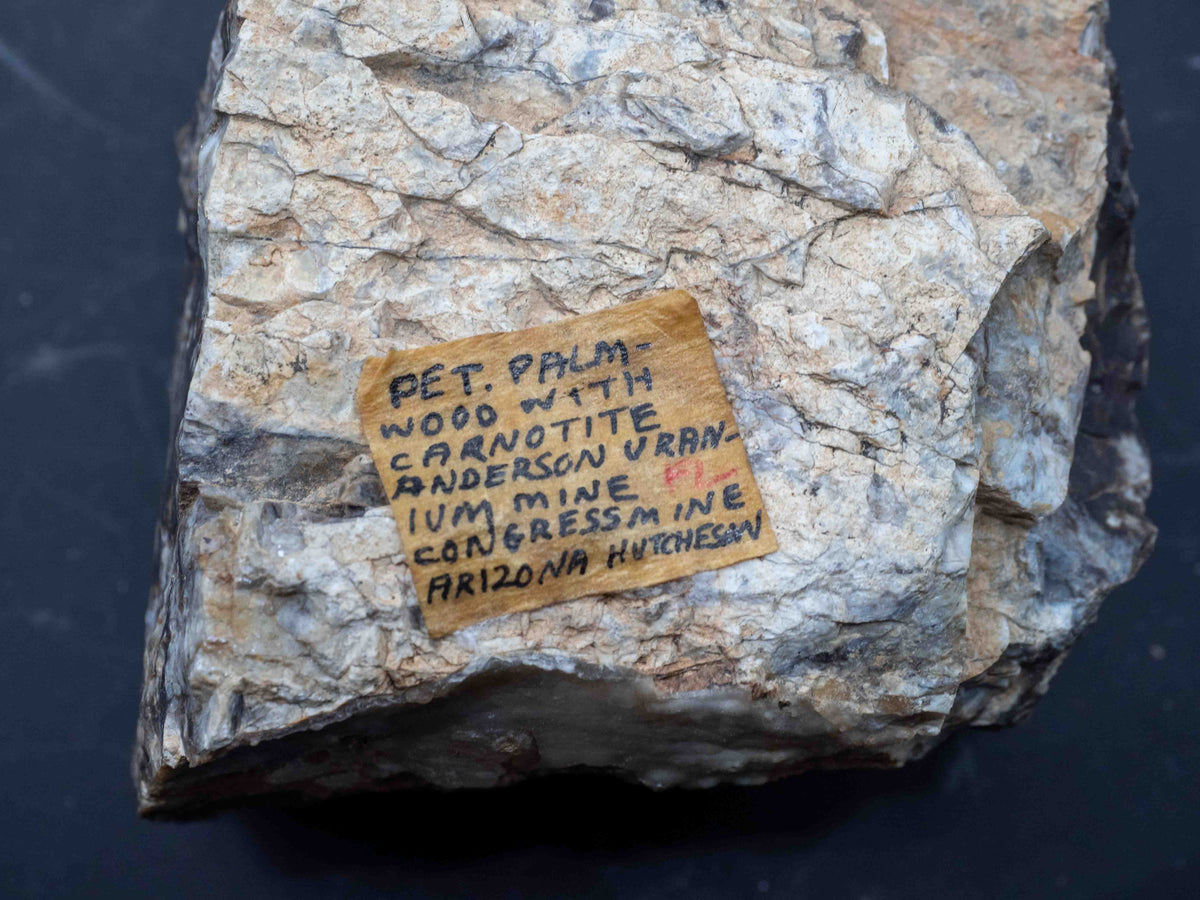 Fluorescent Petrified Wood - Anderson Uranium Mine, Yavapai County, Arizona, USA