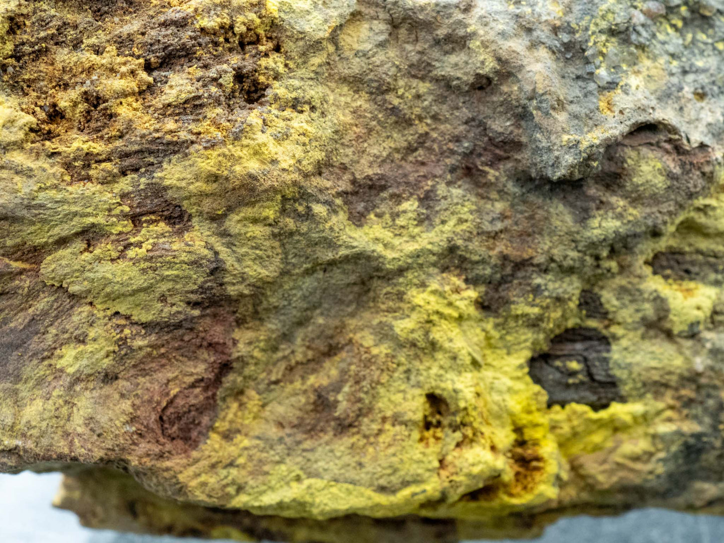 Tyuyamunite in Petrified Wood - Monument No. 2 Mine, Monument No. 2 channel, Yazzie Mesa, Cane Valley Mining District, Apache County, Arizona, USA